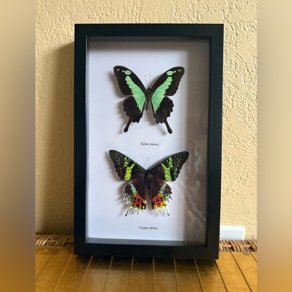 🦋🦋🦋x2 special collection framed two real iridescent butterflies🦋🦋🦋